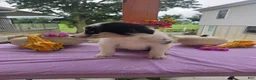 Australian Shepherd dogs for sale: Molly - Ad 3