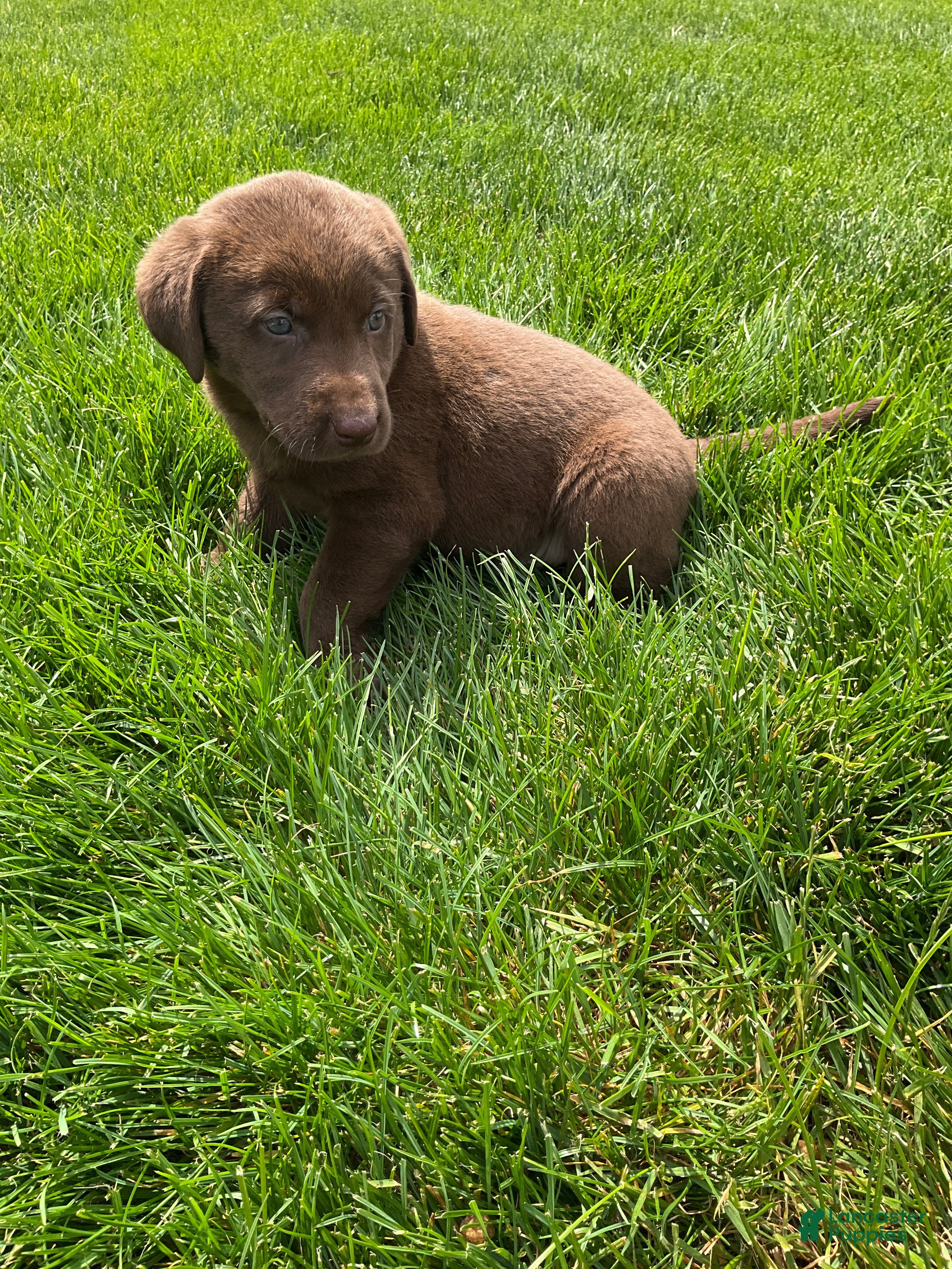 Labrador Retriever dogs for sale: Miles - Ad 5