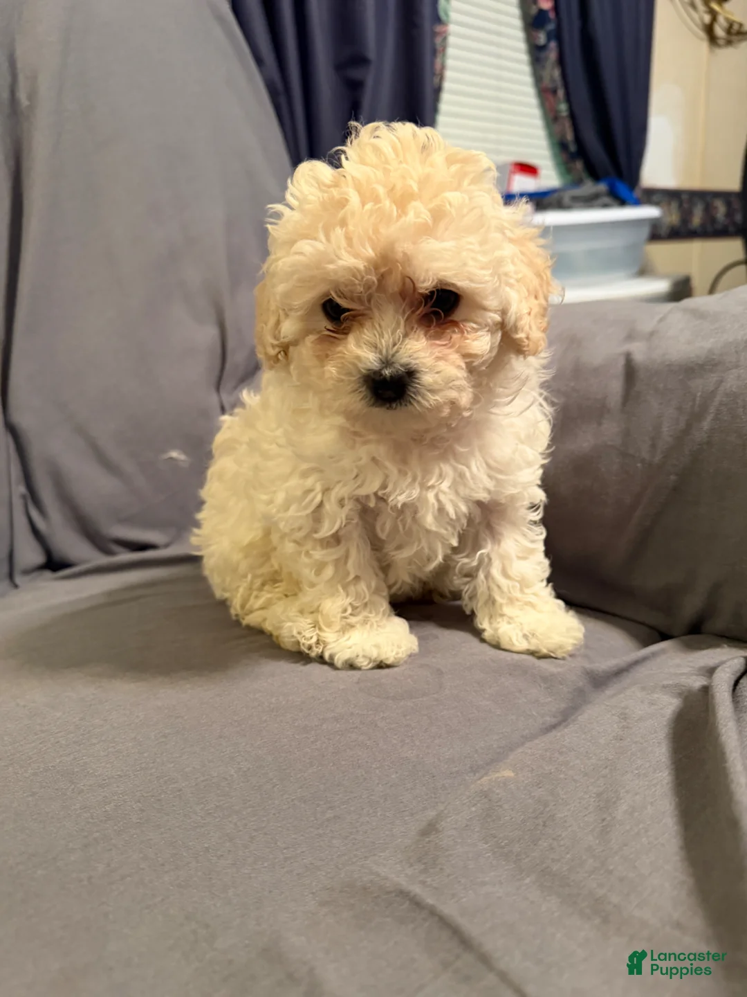 Bichpoo dogs for sale: Fifi - Ad 2