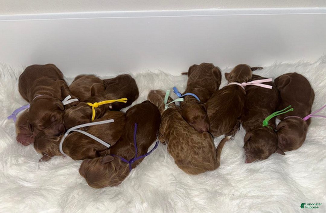 Goldendoodle dogs for sale: Girl 9 - Ad 4