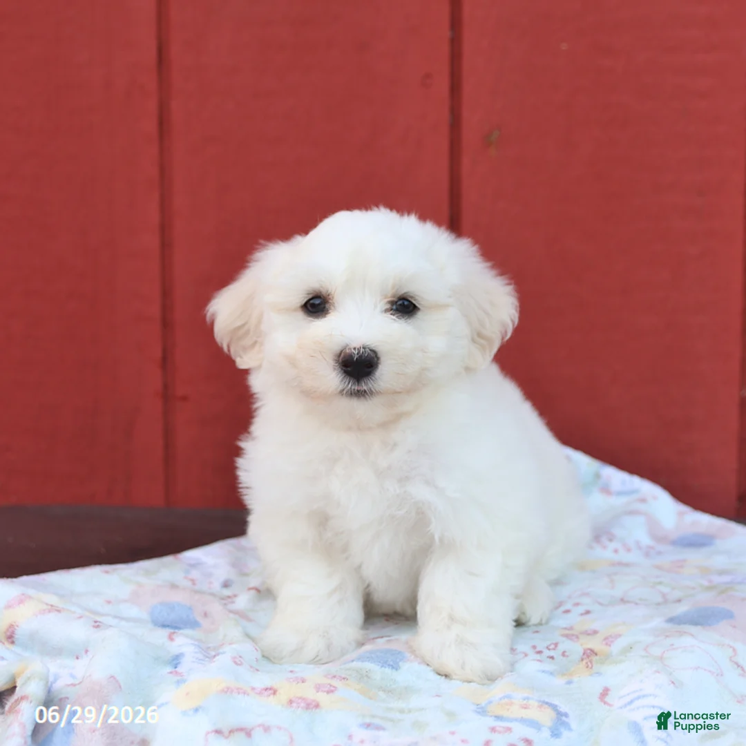 Maltese dogs for sale: Nipper - Ad 1