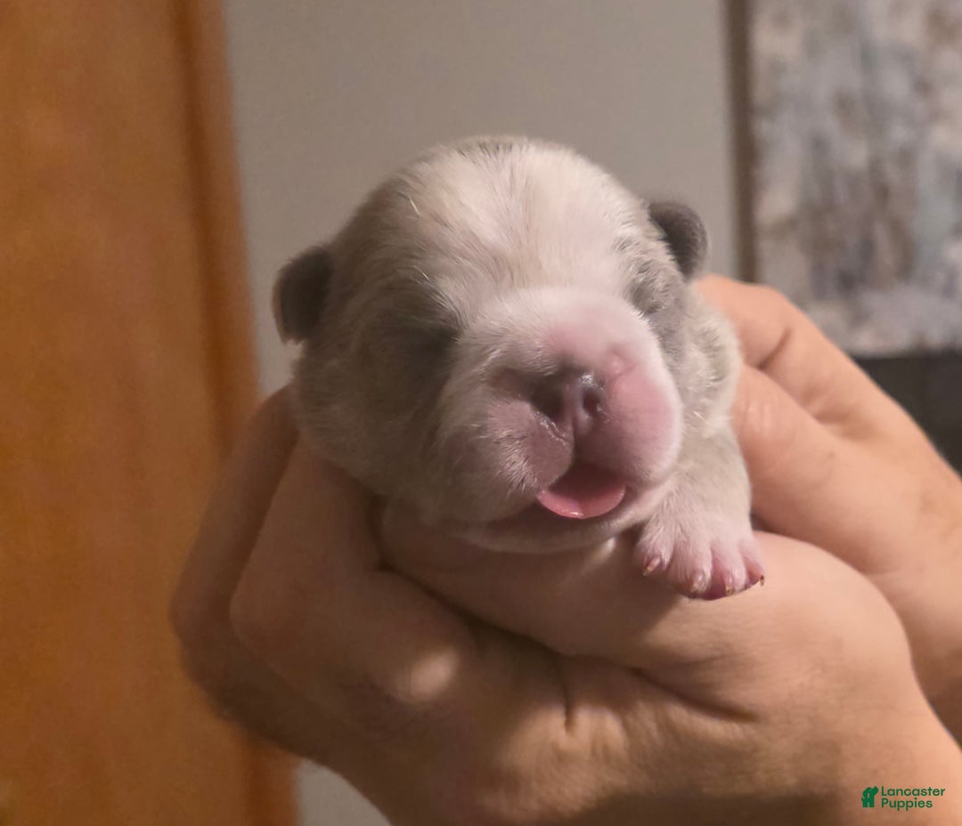 French Bulldog dogs for sale: Olaf – Lilac Big Rope French Bulldog with Panda Husky Pattern, carries pink and fluffy - Ad 8