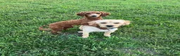 Labradoodle dogs for sale: Labradoodle 2 - Ad 2