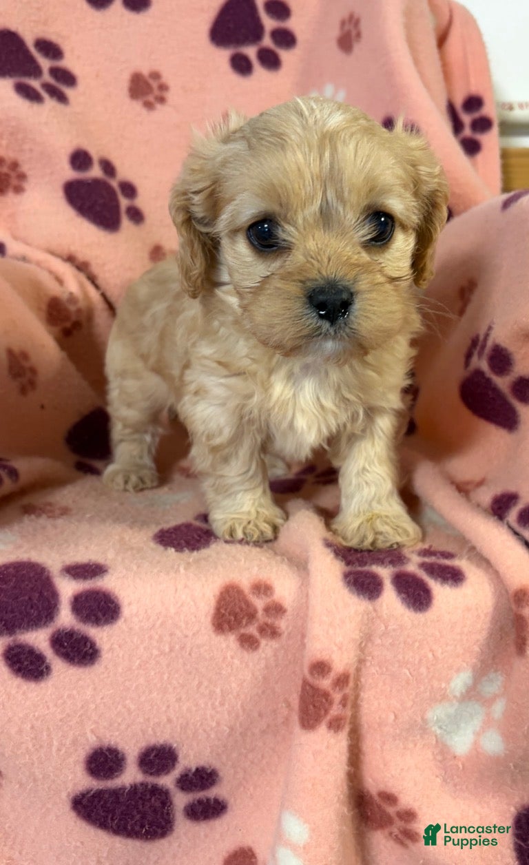 Cavapoo dogs Cavapoo Puppy 2 - Ad 1