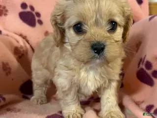 Cavapoo dogs for sale: Cavapoo Puppy 2 - Ad 4