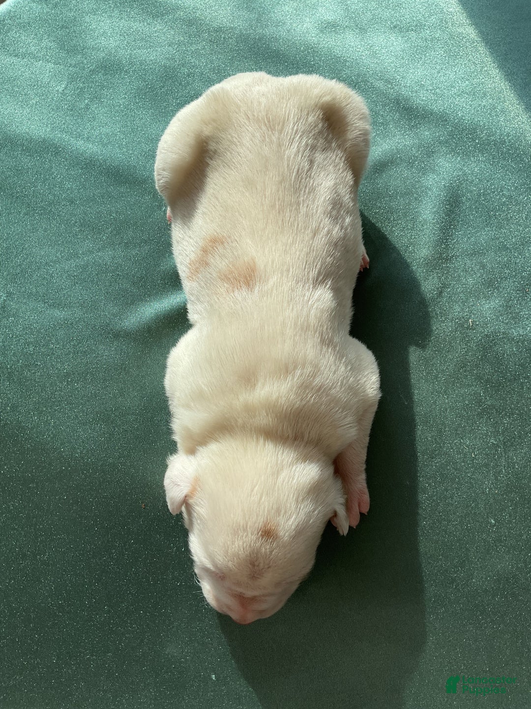 Mixed Breed dogs for sale: Stella - Ad 4