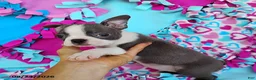 Boston Terrier dogs for sale: Ritzy - Ad 5