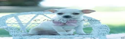 Chihuahua dogs for sale: Dottie - Ad 1