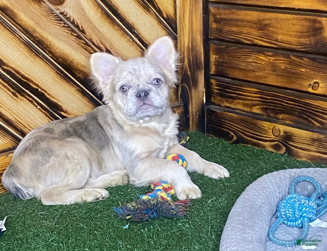 French Bulldog dogs for sale: Max - Ad 2