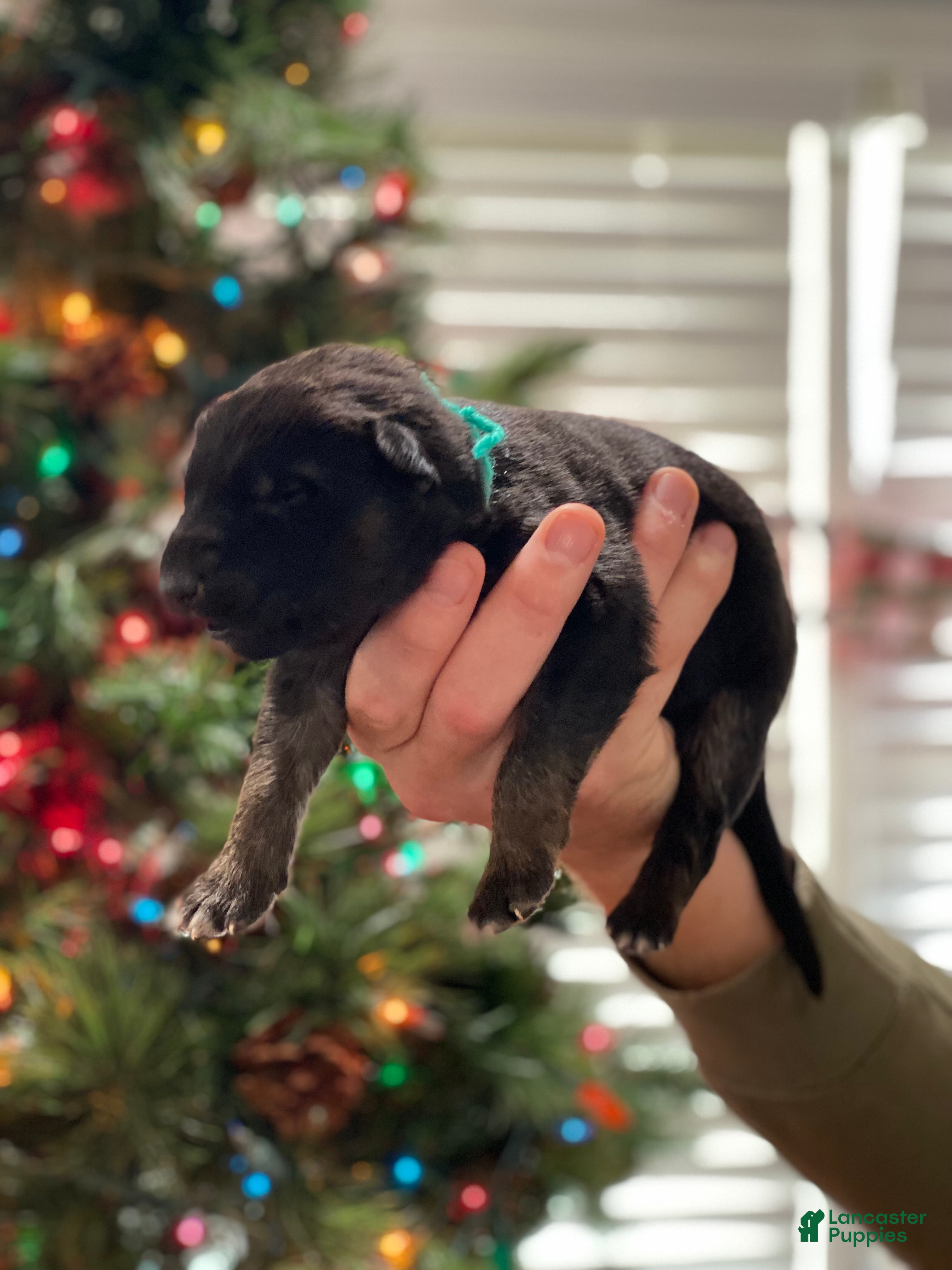 German Shepherd dogs German Shepherd Puppy 9 - Ad 18