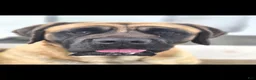 English Mastiff dogs for sale: Mary - Ad 4