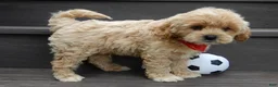 Cavapoo dogs for sale: Benji - Ad 3