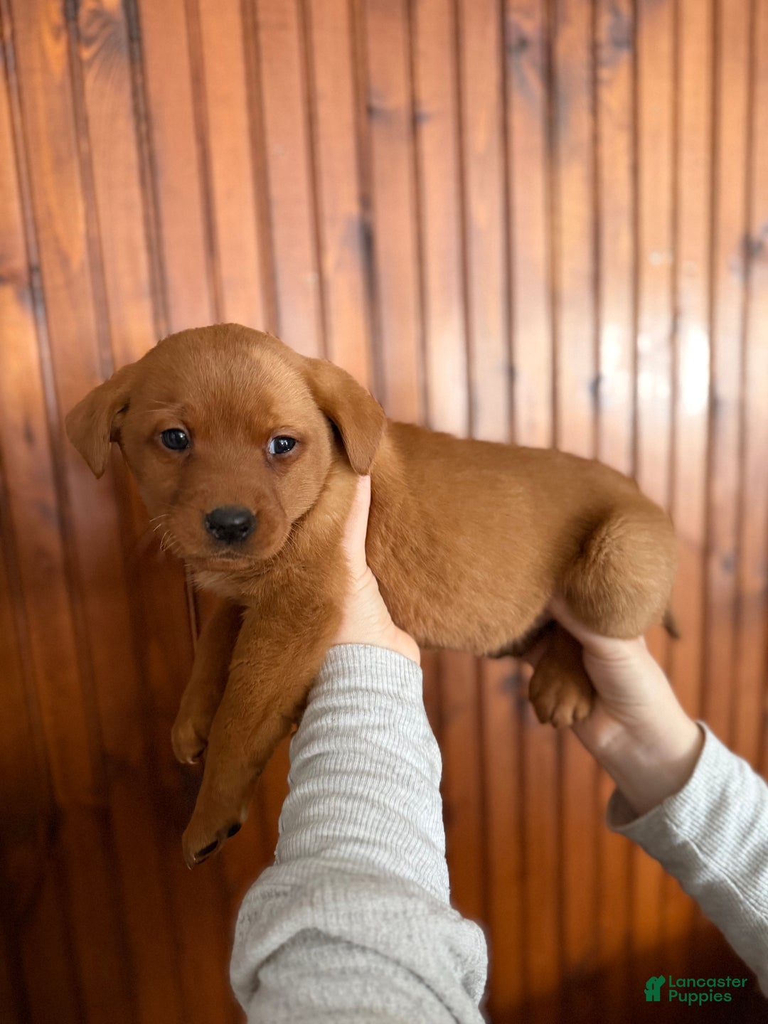 Labrador Retriever dogs for sale: Maxine - Ad 4