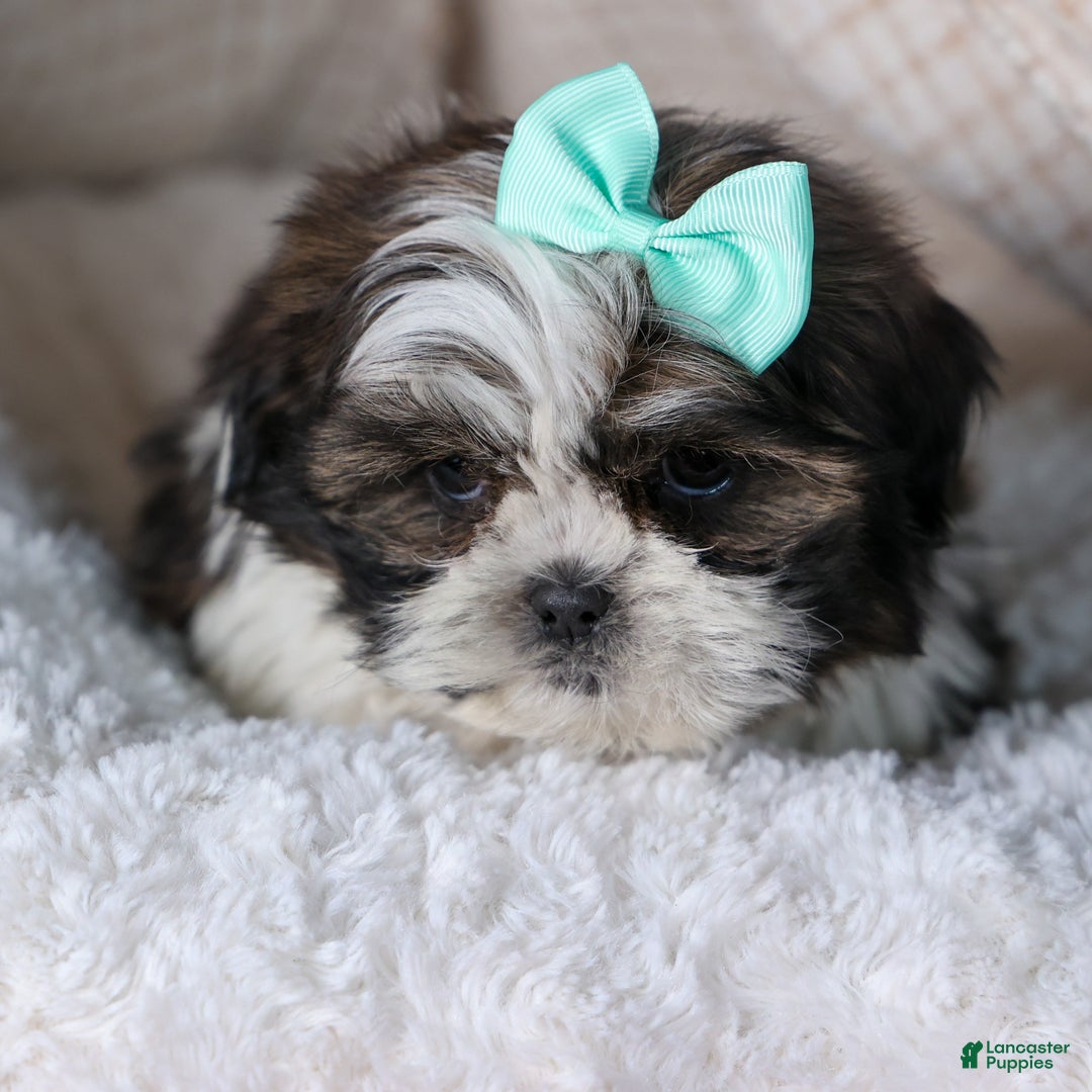 Shih Tzu dogs for sale: MERLE - Ad 7