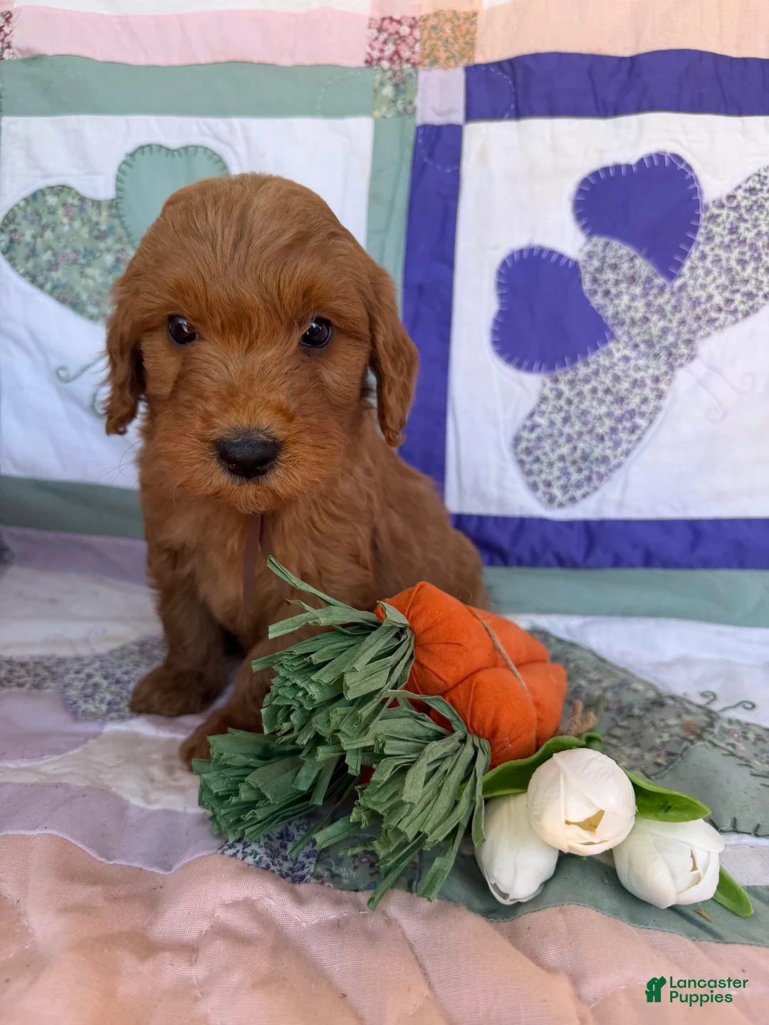 Mini Goldendoodle dogs for sale: Mini Goldendoodle Puppy 6 - Ad 1