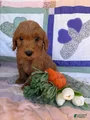 Mini Goldendoodle Puppy 6