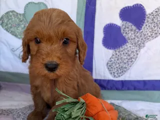 Mini Goldendoodle dogs Mini Goldendoodle Puppy 6 - Ad 18