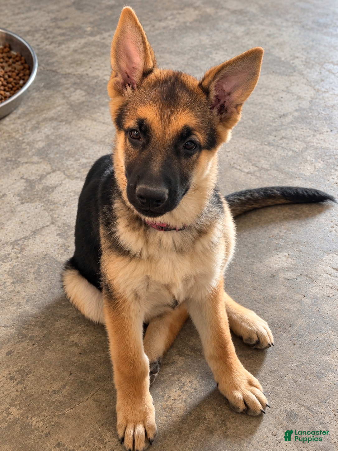 German Shepherd dogs Millie - Ad 39