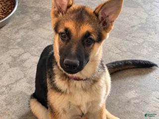 German Shepherd dogs Millie - Ad 39