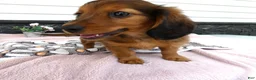 Miniature Dachshund dogs for sale: Miniature Dachshund 1 Rancy - Ad 6
