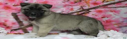 Akita dogs for sale: Braeburn - Ad 7