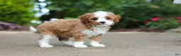Cavapoo dogs for sale: Dolly - Ad 14