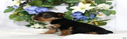 Yorkshire Terrier dogs for sale: Logan - Ad 3