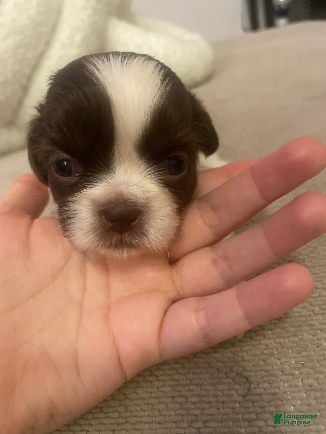 Shih Tzu dogs for sale: Shih Tzu 3 - Ad 2