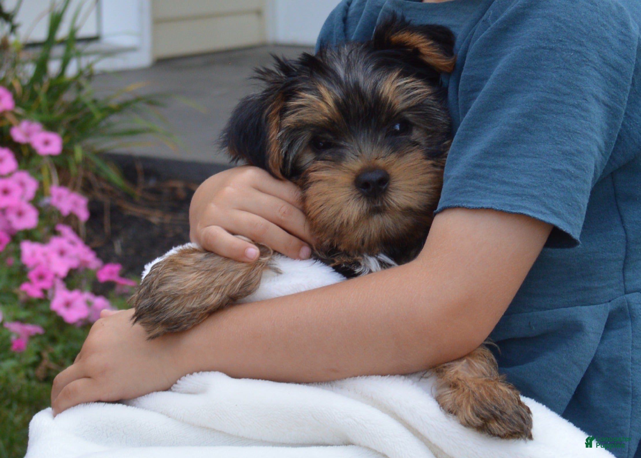 Dogs Week Old Yorkie Puppy Care Under $300 Yorkie Dogs For Sale
