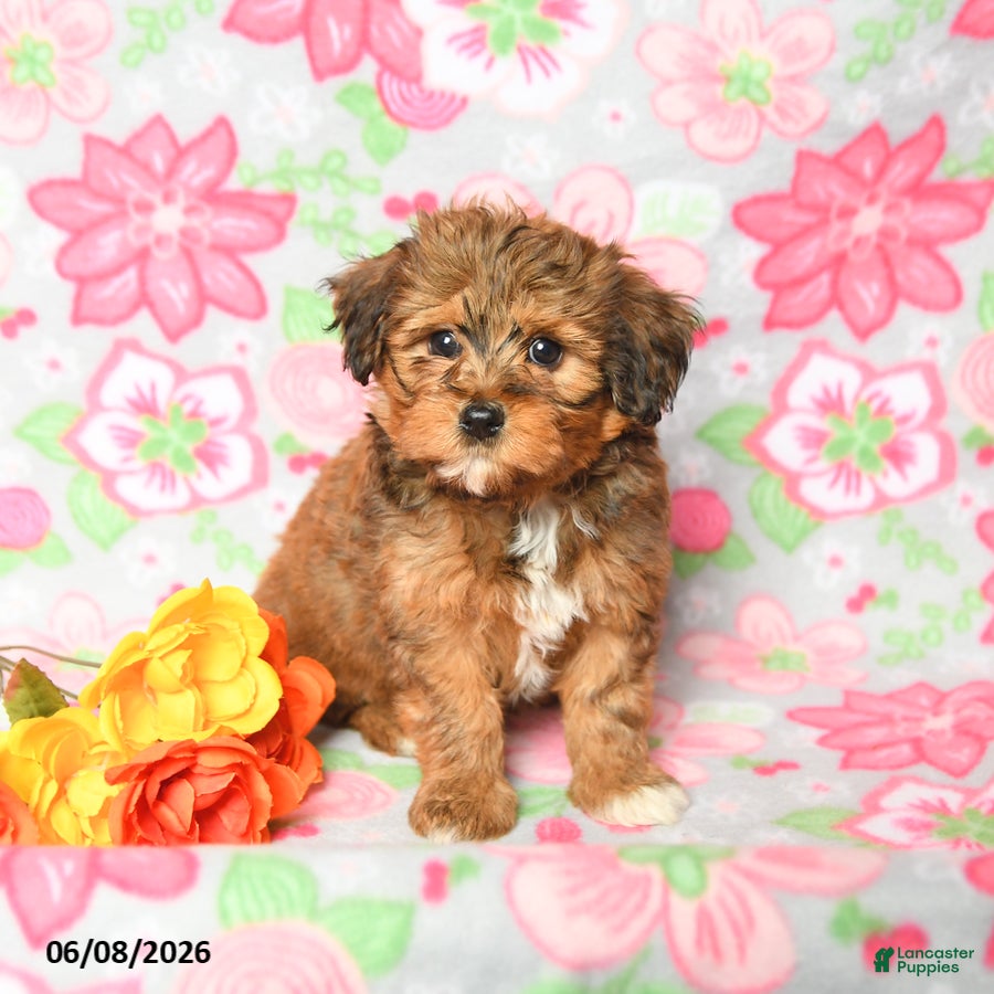 Havapoo dogs Lucy - Ad 2