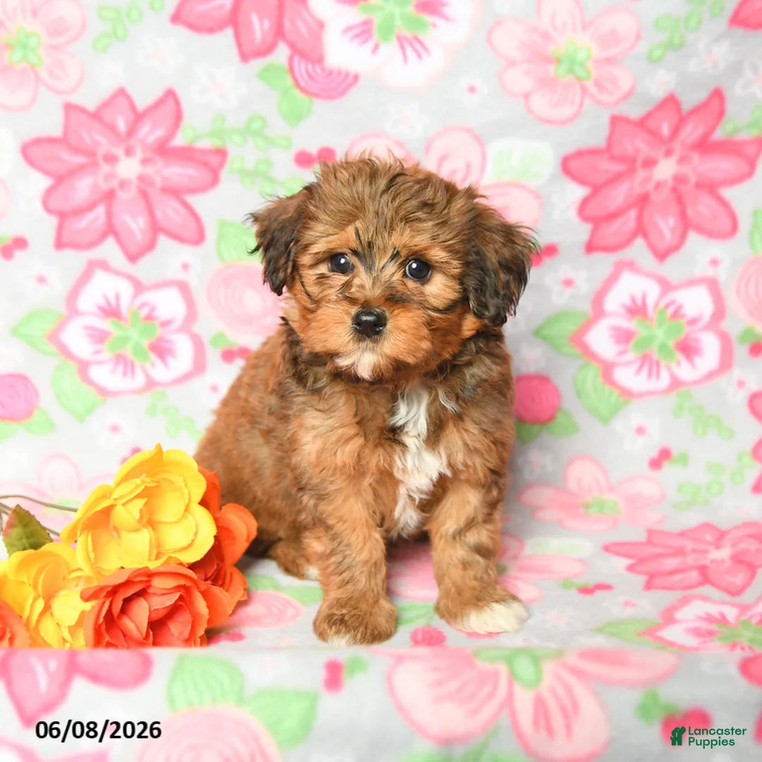 Havapoo dogs for sale: Lucy - Ad 2