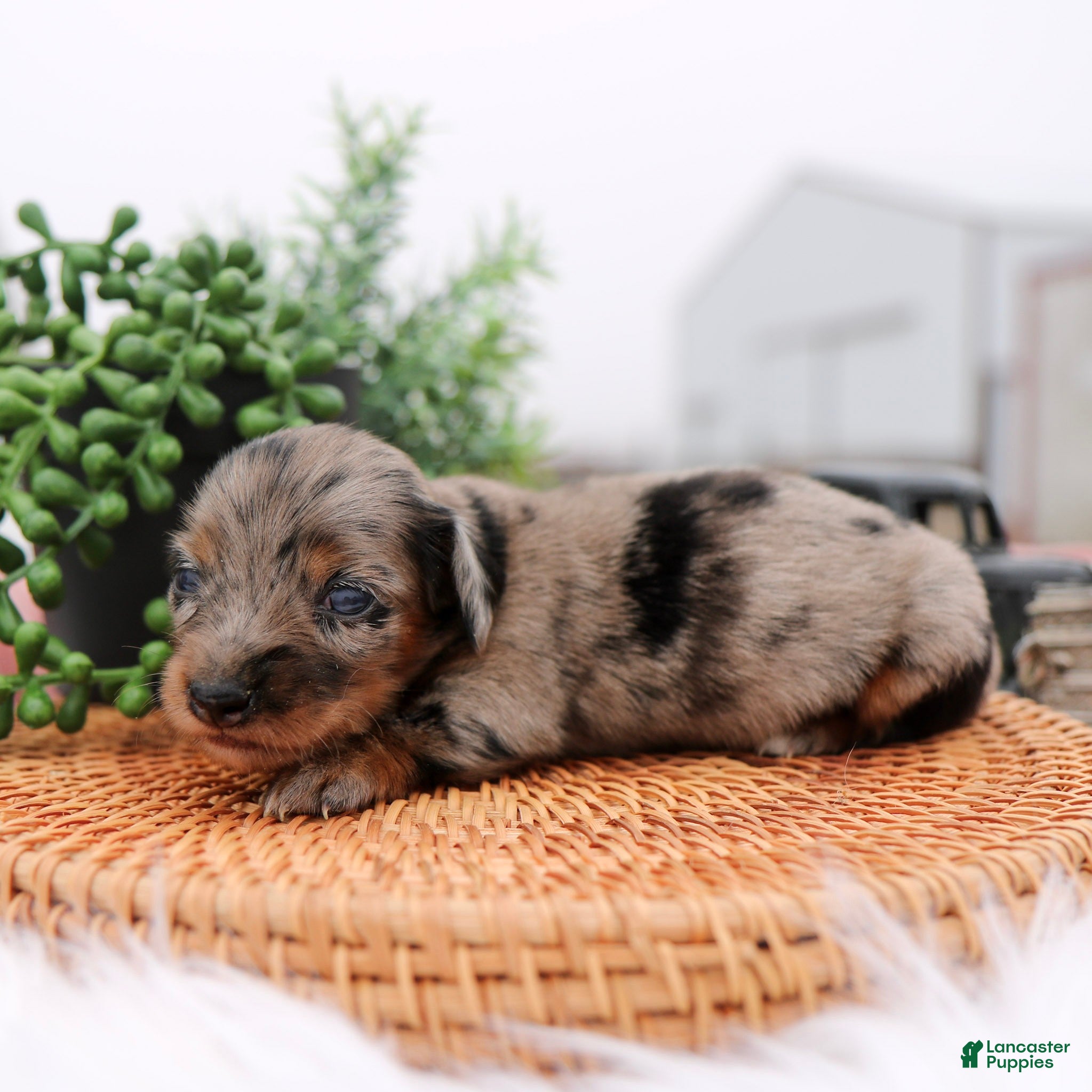 Miniature Dachshund dogs Princess Miniature Dachshund Puppy  - Ad 2