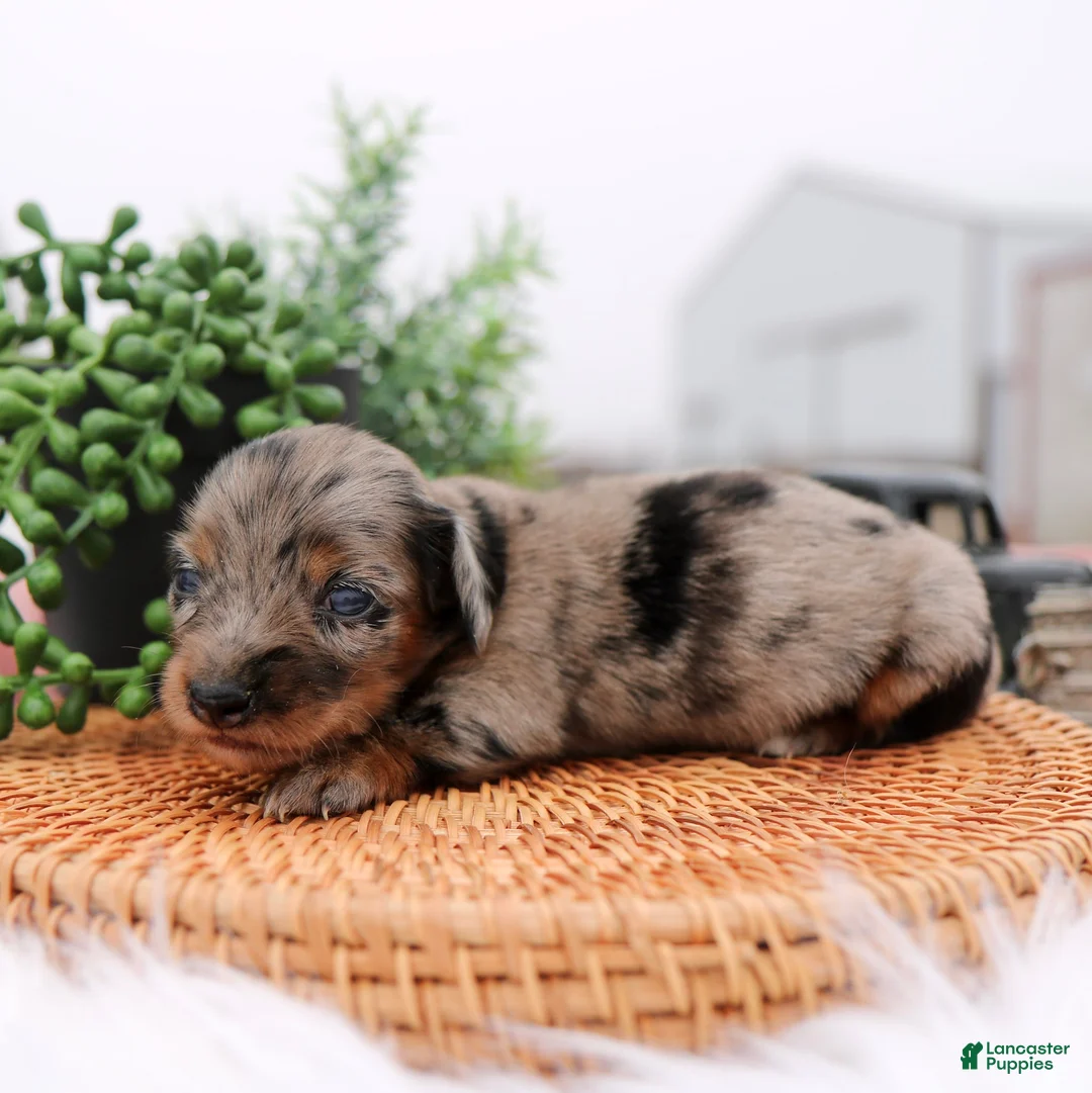 Miniature Dachshund dogs for sale: Princess Miniature Dachshund Puppy  - Ad 2