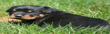 Brutus Rottweiler 1