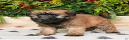 Soft Coated Wheaten Terrier dogs for sale: Whitney  - Ad 3