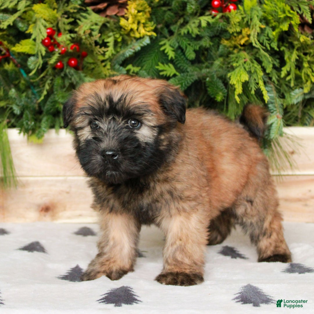 Soft Coated Wheaten Terrier dogs for sale: Whitney  - Ad 3