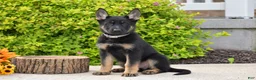 German Shepherd dogs for sale: Rachel - Ad 1