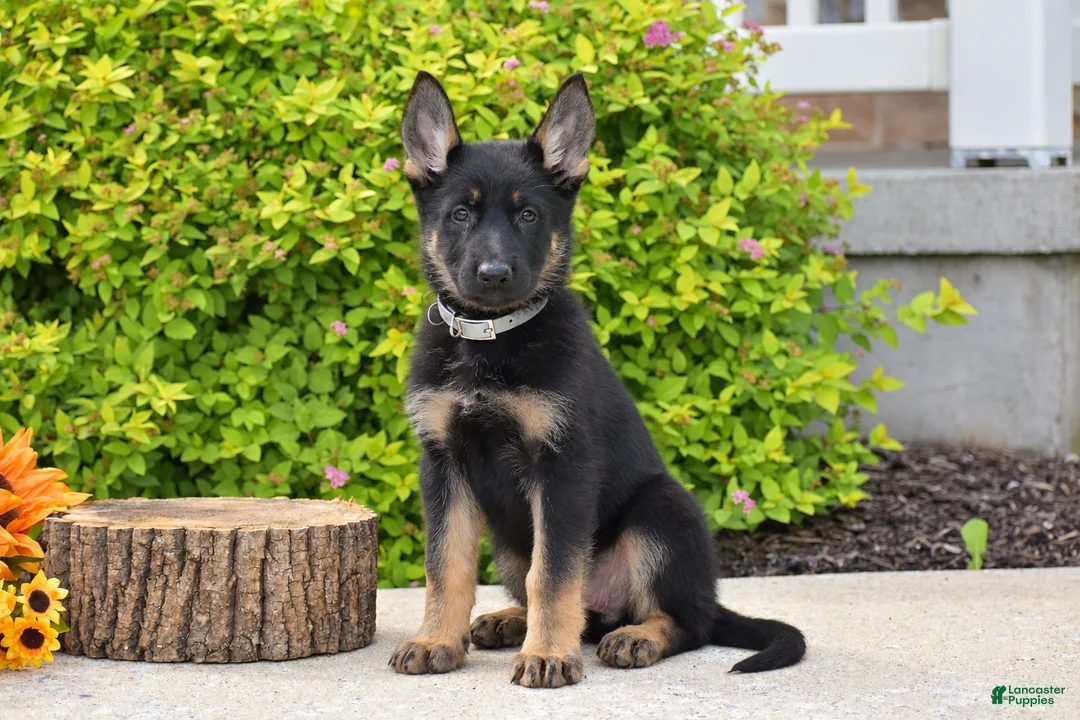 German Shepherd dogs for sale: Rachel - Ad 1