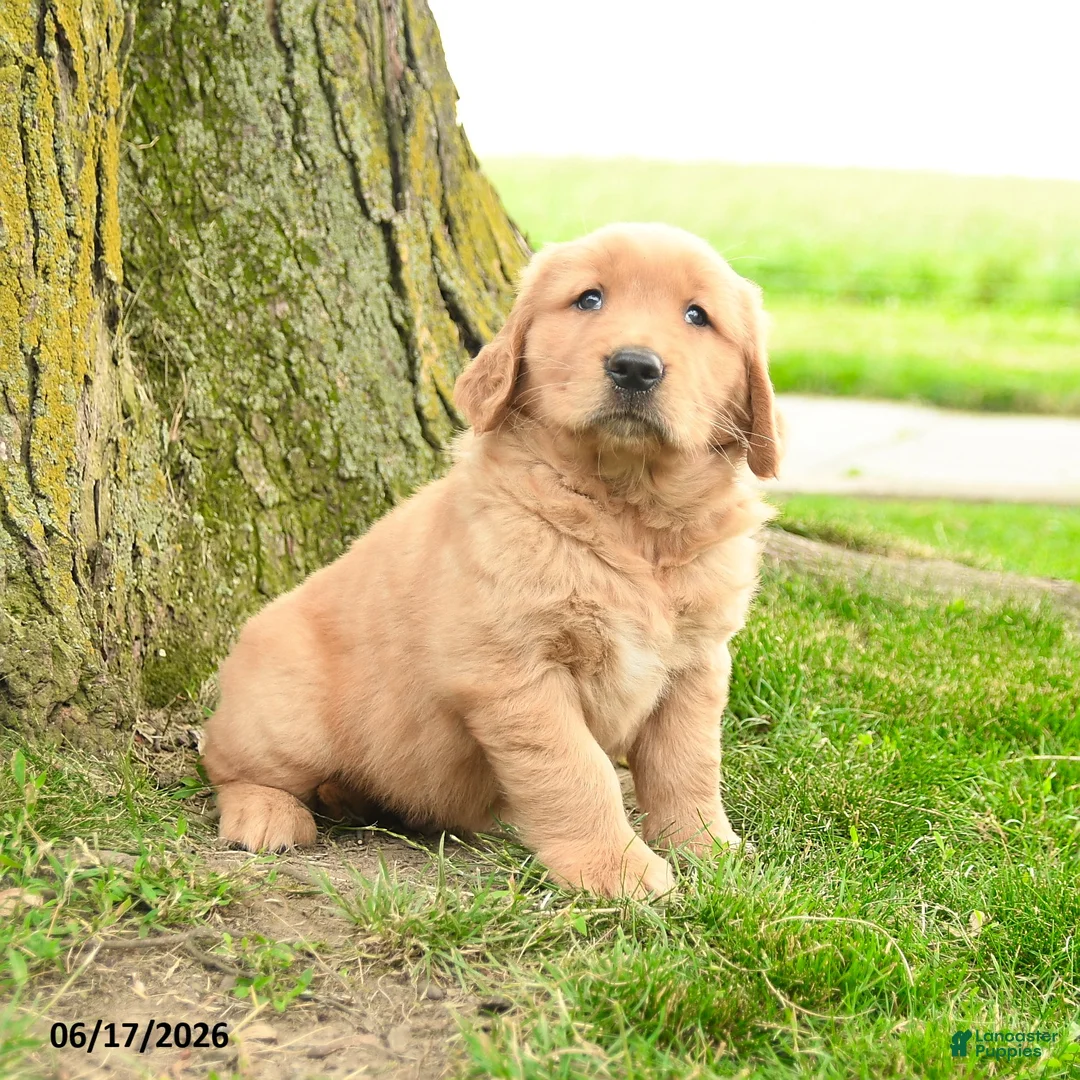 Golden Retriever dogs for sale: Prescott - Ad 5