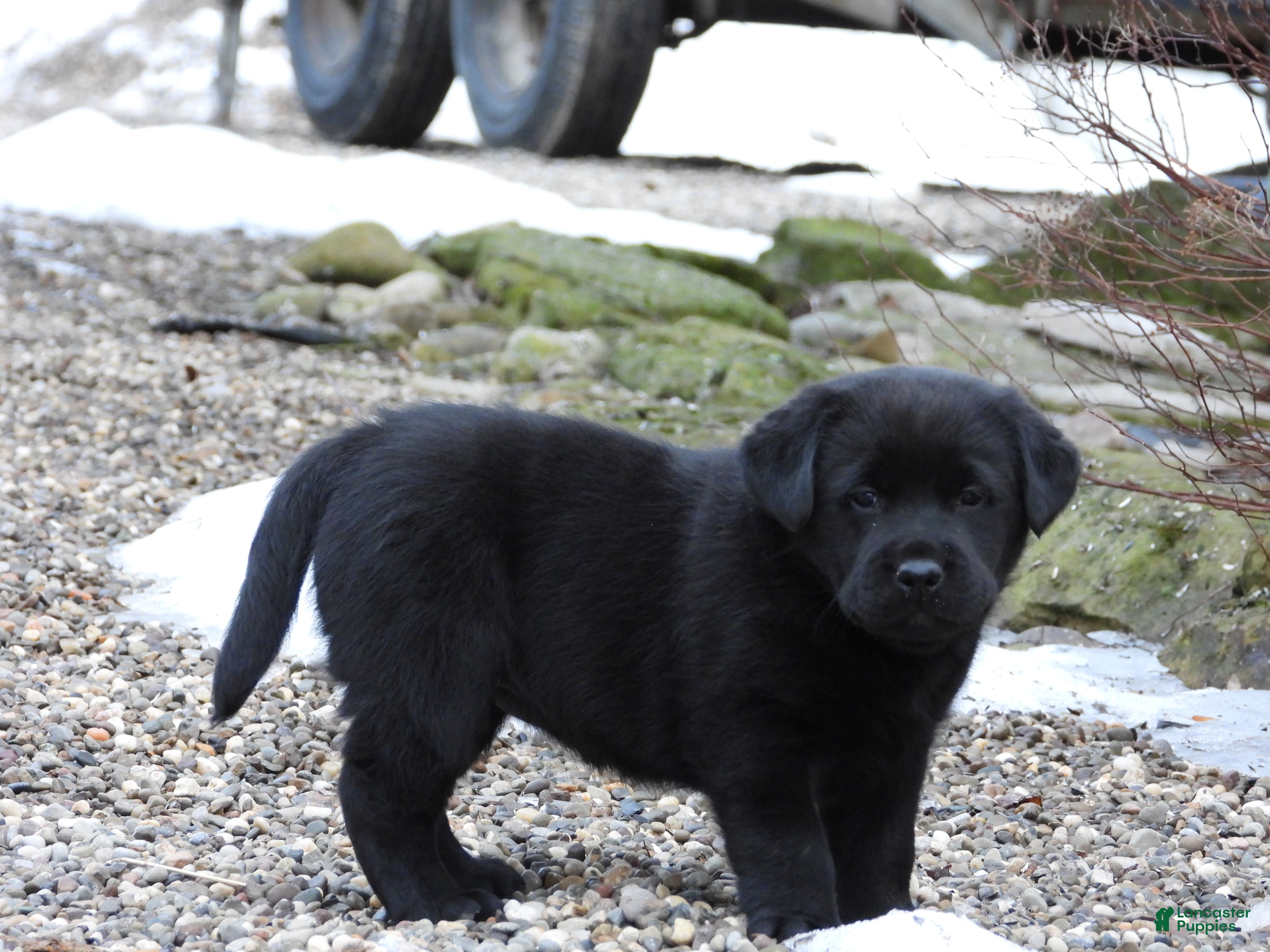 Labrador Retriever dogs Labrador Retriever Puppy 3 - Ad 1