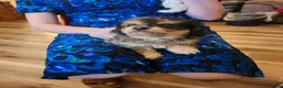 Aussiedoodle dogs for sale: Aussiedoodle 1 - Ad 3