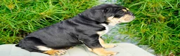 English Bulldog dogs for sale: Beckham Male - Ad 3
