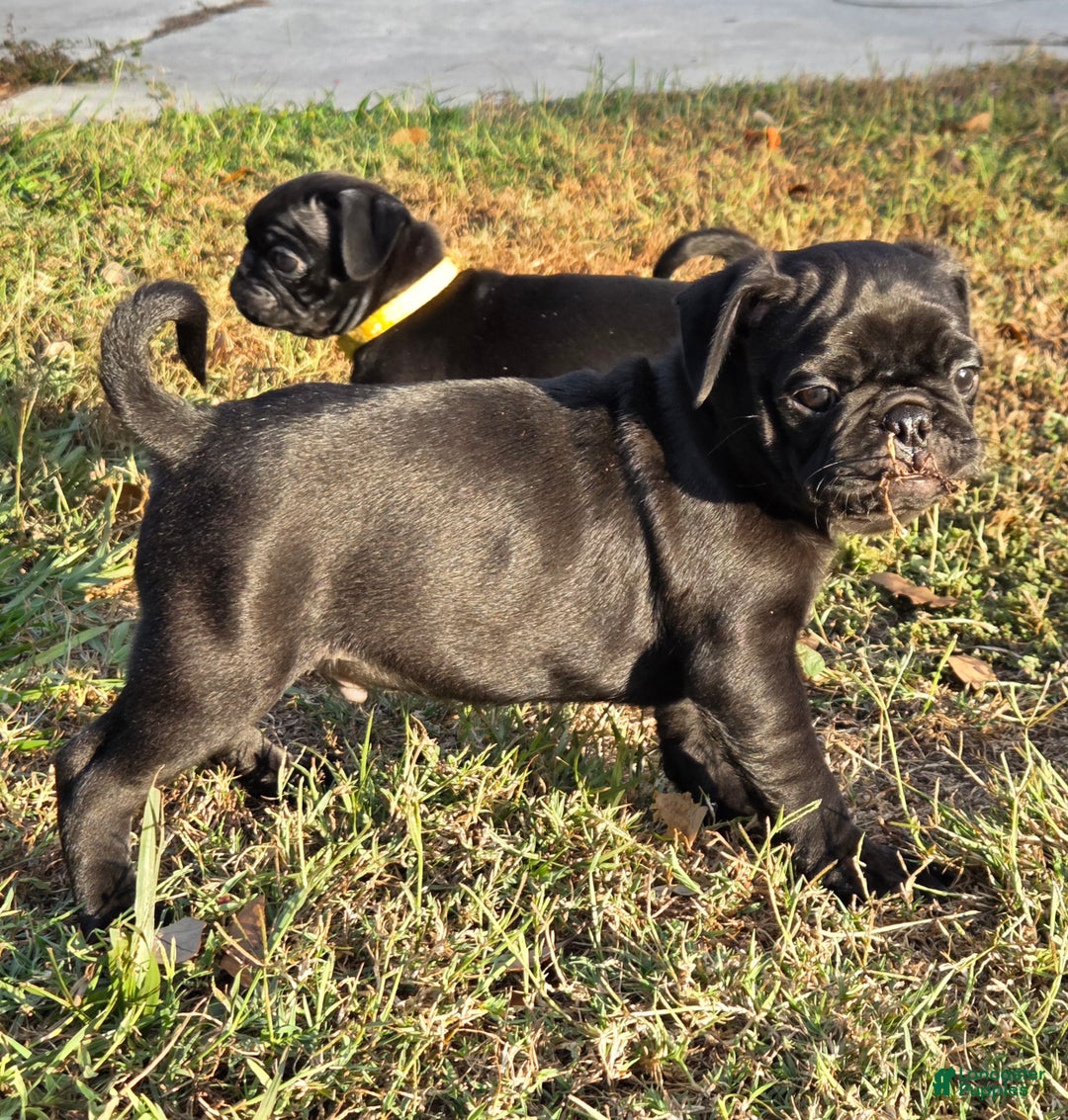 Mixed Breed dogs for sale: Ranger - Ad 2