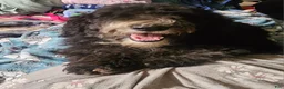 Sheepadoodle dogs for sale: Bella - Ad 3