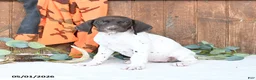 German Shorthaired Pointer dogs for sale: Marcy - Ad 2