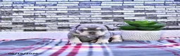 French Bulldog dogs for sale: Penelope - Ad 4