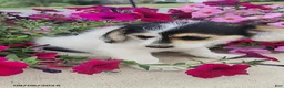 Mixed Breed dogs for sale: Lucky - Ad 3
