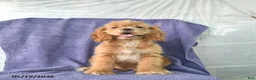 Cocker Spaniel dogs for sale: Hope - Ad 3