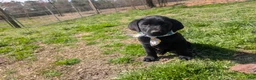 Labrador Retriever dogs for sale: Labrador Retriever Puppy 7 - Ad 7