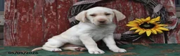 Labrador Retriever dogs for sale: Felicity - Ad 4